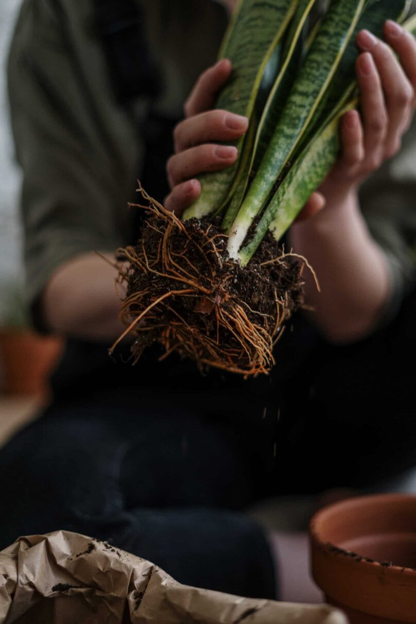 soil for houseplant