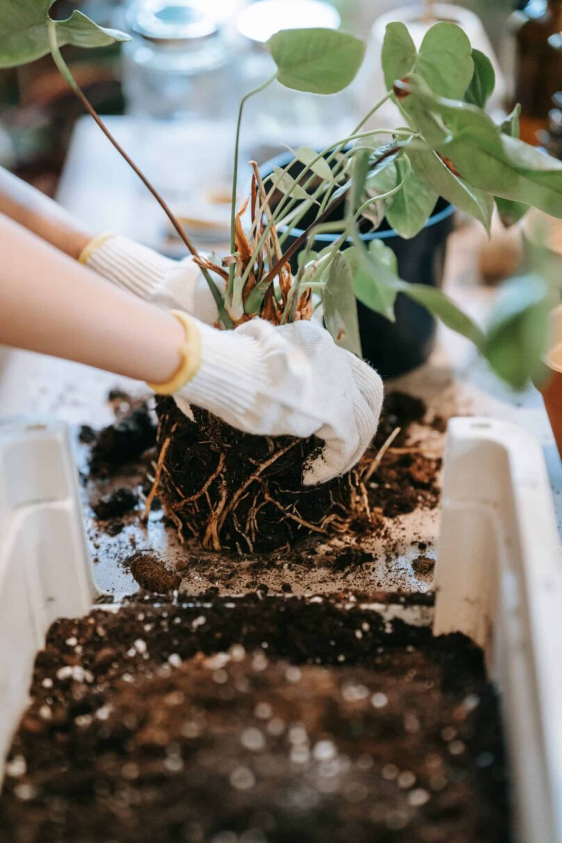 soil for houseplant