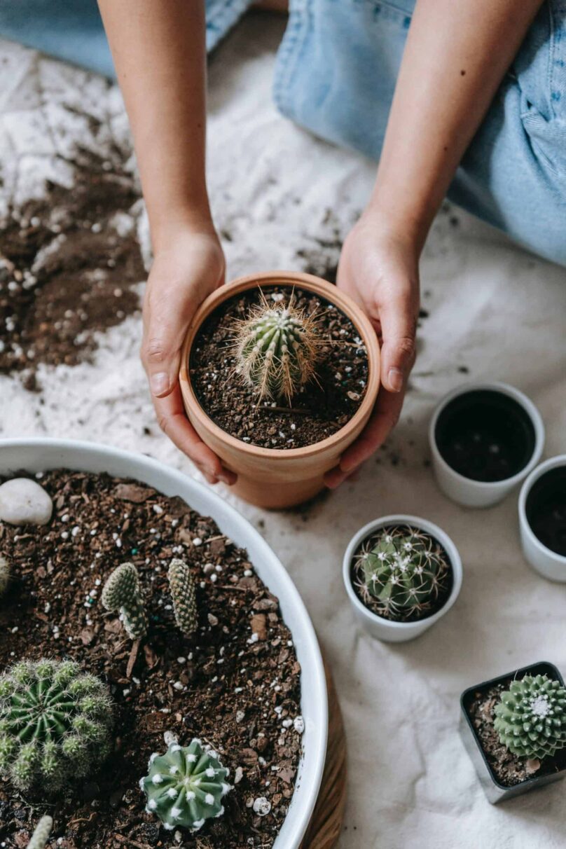 soil for houseplants