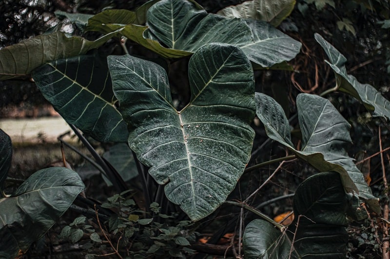 alocasia