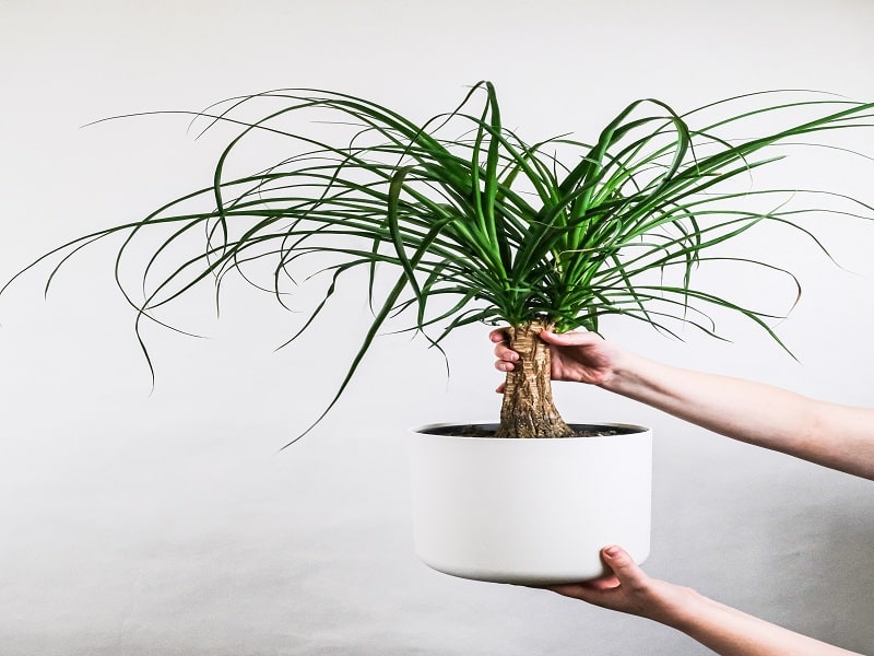 ponytail palm