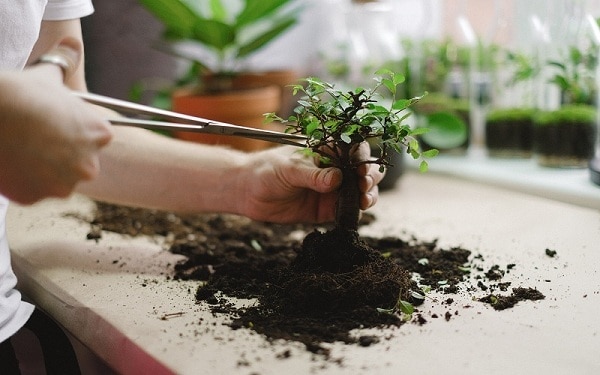 plants cuttings