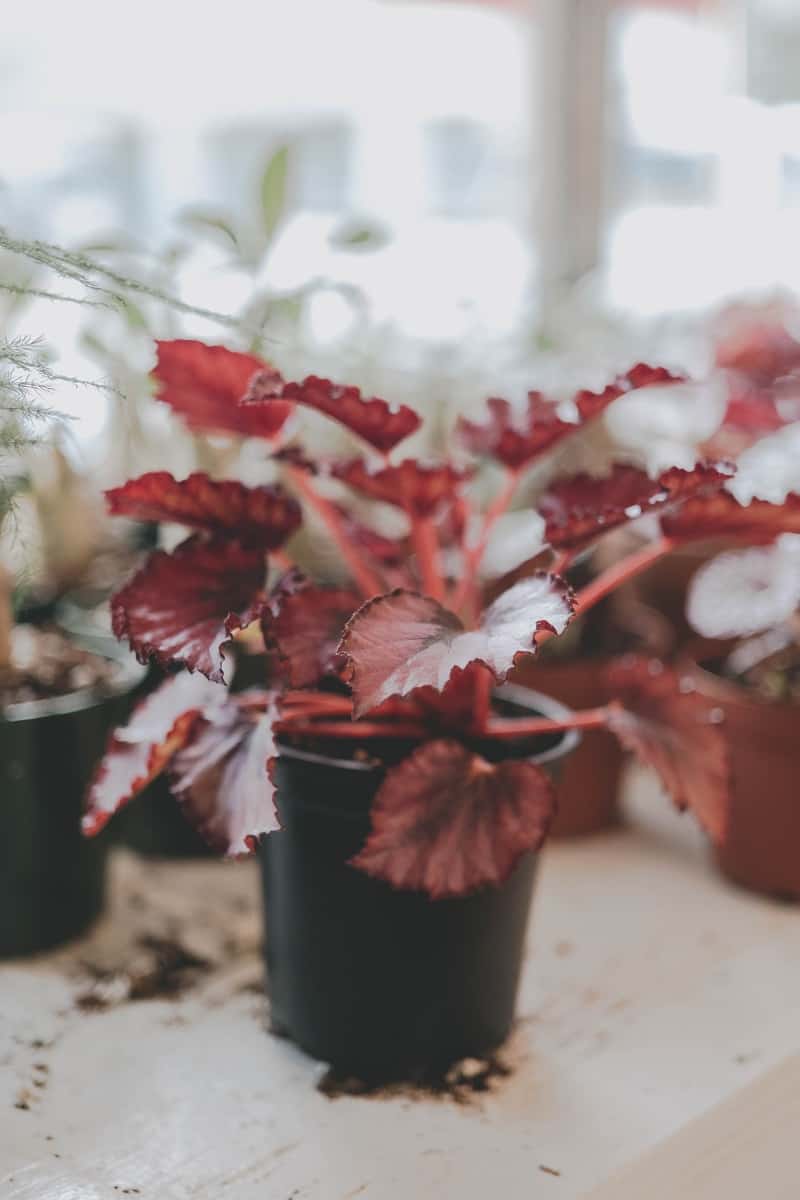 Rex begonia