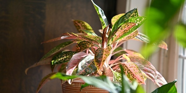 fertilize houseplant