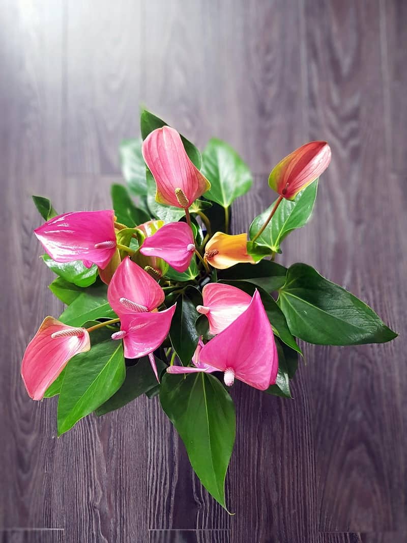 anthurium