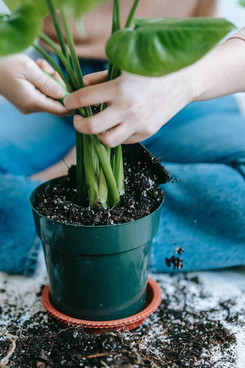 propagate plants