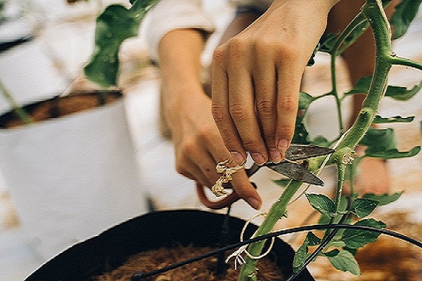 leaf cuttings