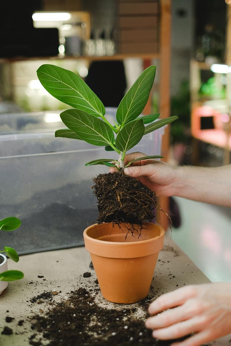 Plant cuttings