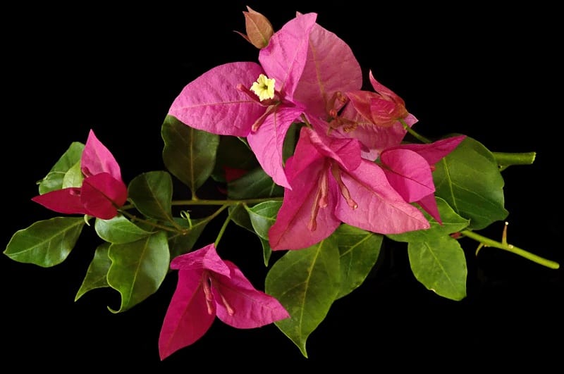 Bougainvillea