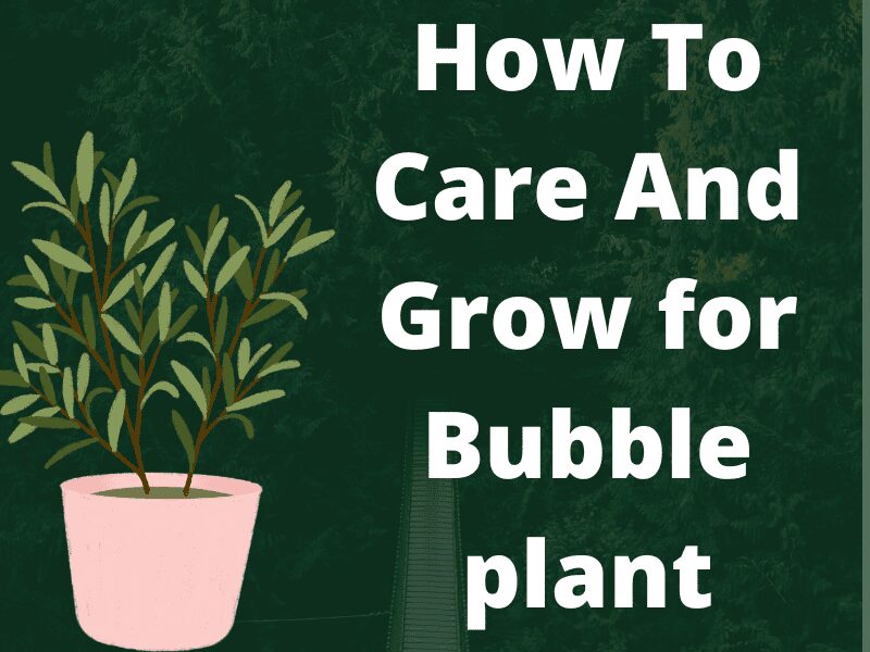 Bubble plant