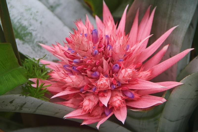 Bromeliad PLANT