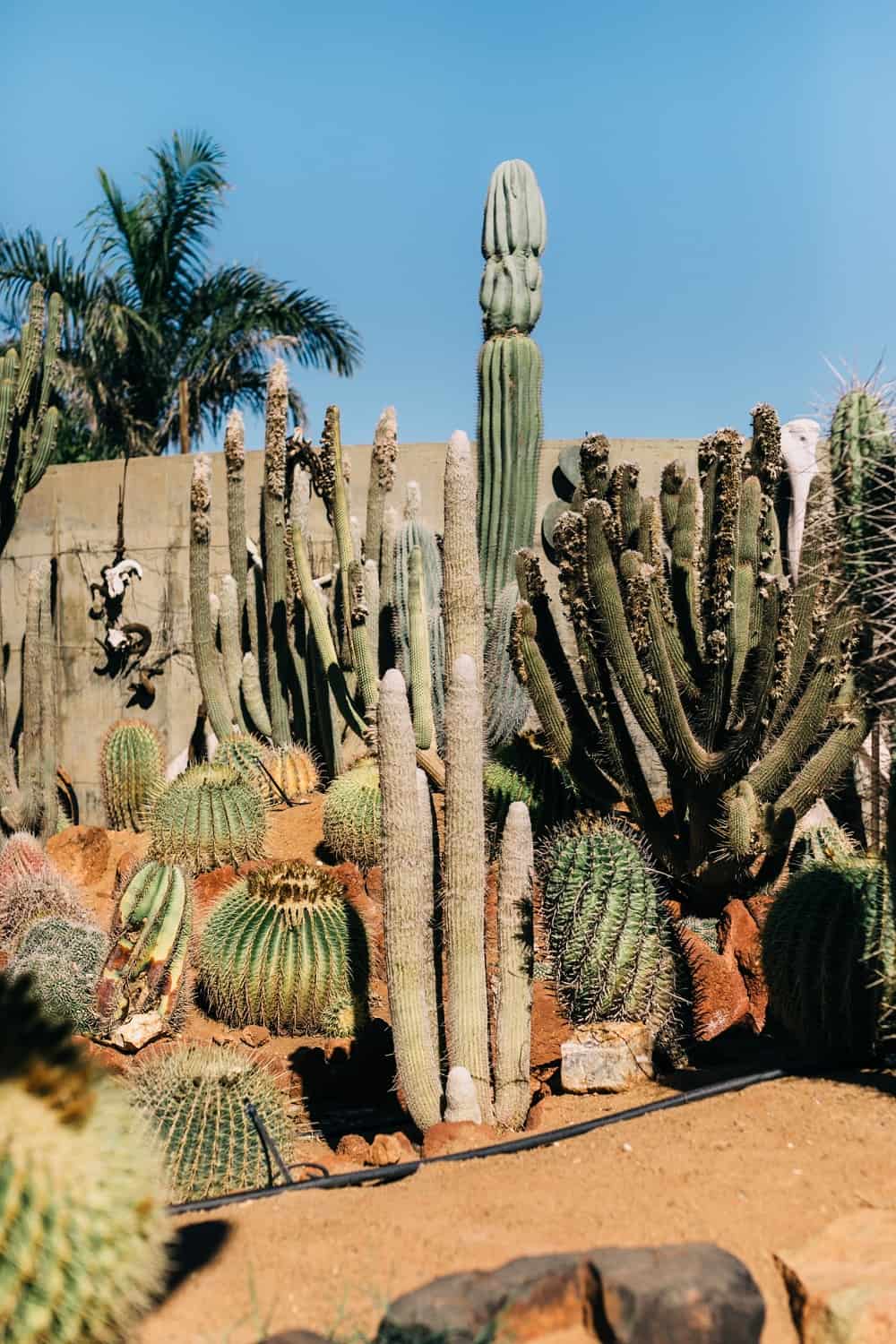 desert cacti
