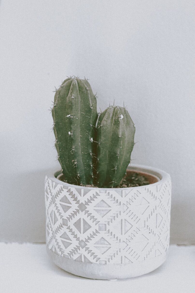 desert cacti indoor