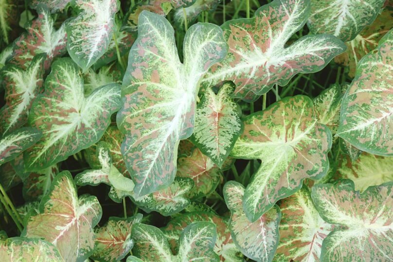 caladiums plant