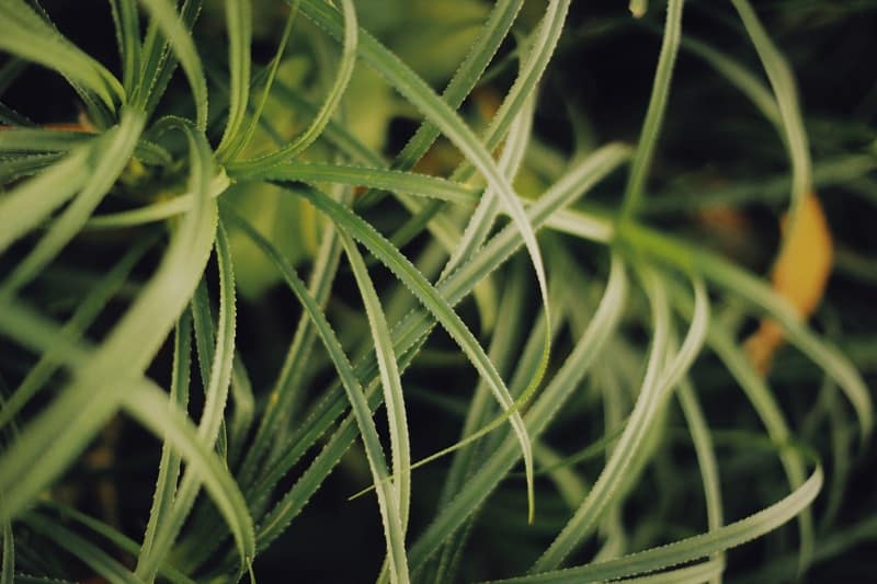 Carex(Sedges)