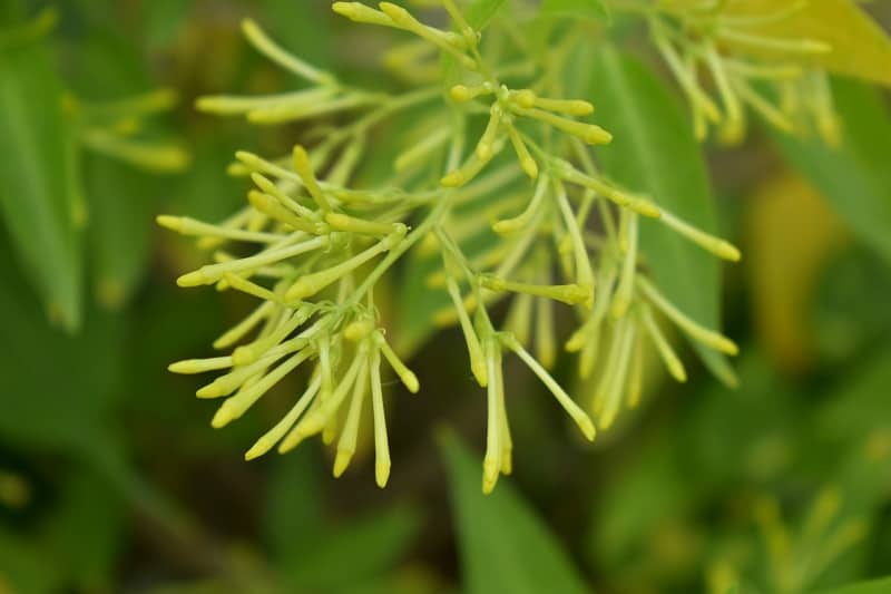 cestrum nocturnum Plant