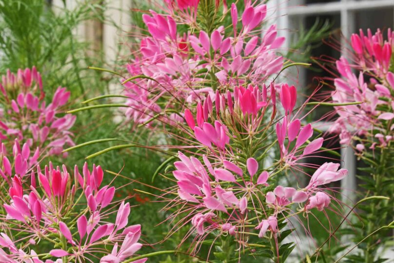pink-spider-Plant