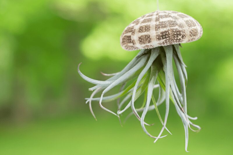 Jellyfish air plant