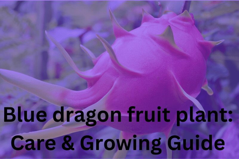 Blue dragon fruit plant