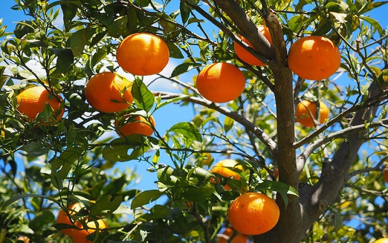 Grow Orange trees