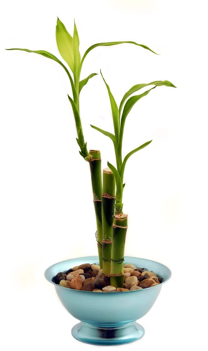 Bamboo (Bambuseae)