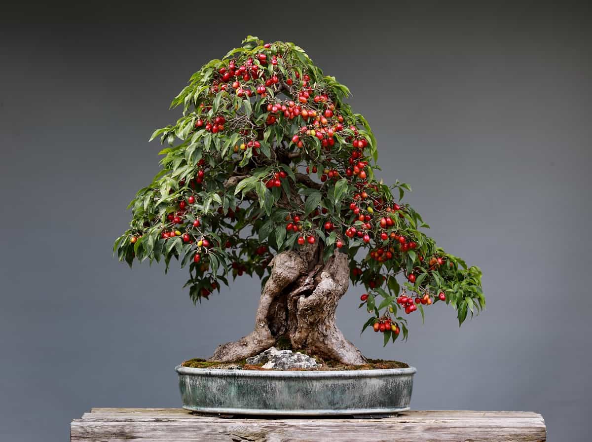 bonsai fruit tree
